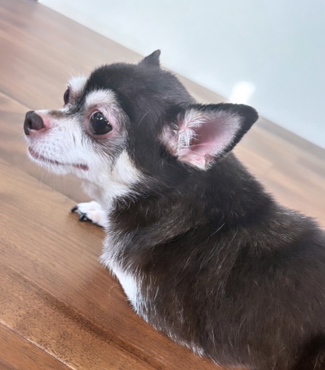 愛犬りっぷちゃん