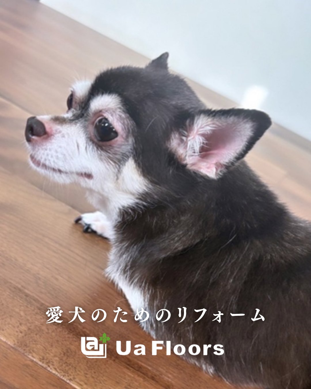 リカバリーフロアーの床にいるチワワ。愛犬のためのリフォーム